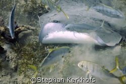 Stingray (approx. 1,20m) looking for food in Na'ama Bay by Stephan Kerkhofs 